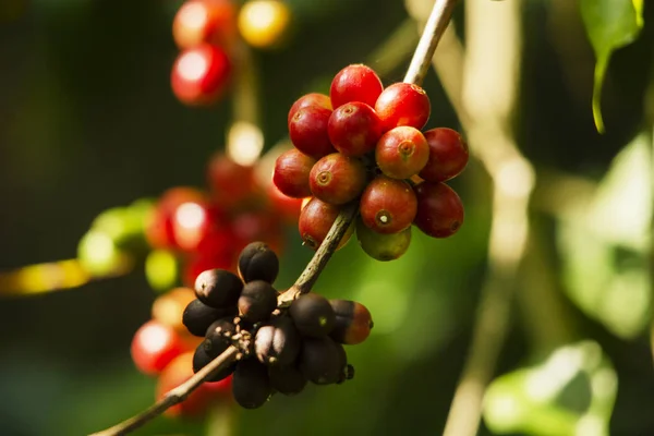 Gros Plan Fruits Café Mûrs Dans Environnement Forestier Belle Lumière — Photo