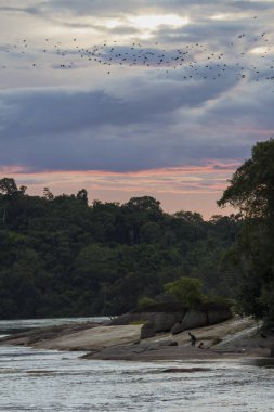 Renkli kırmızı günbatımı 'Rio Negro' River. Büyük grup Nehri üzerinde uçan kuşların. Amazon yağmur ormanları. Yani Gabriel da Cachoeira, Amazonas / Brezilya