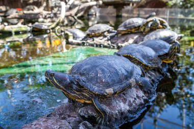 Kaplumbağalar Valencia Okyanus Parkı