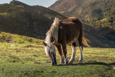 Dağdaki çayırlarda vahşi at otluyor.