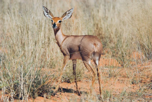 Vackra Springbok Bushen — Stockfoto