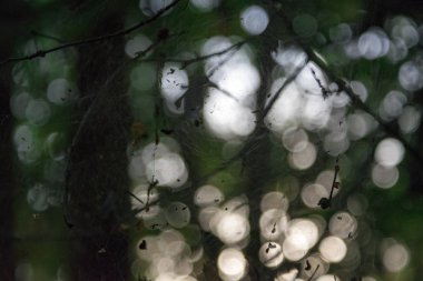 Orman soyutlama bir yaz sabahı