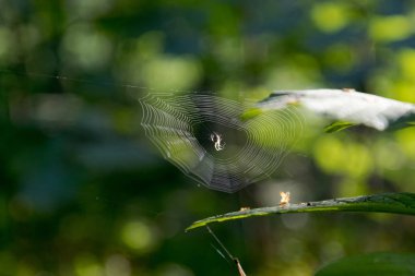 örümcek ağa tırmanıyor