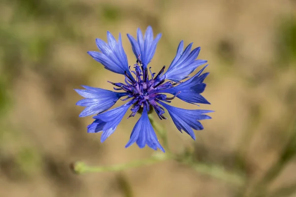 Flor Verano Más Hermosa — Foto de Stock