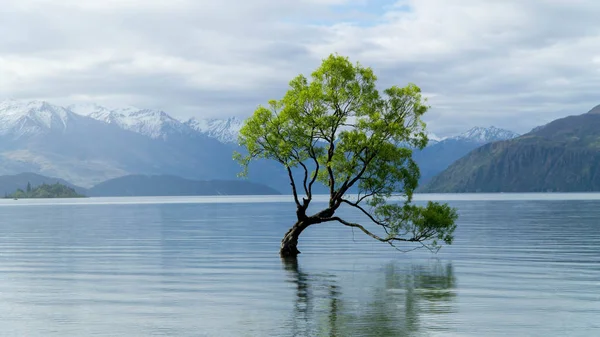 Árbol Solitario Que Crece Desde Lago Wanaka Nueva Zelanda — Foto de Stock
