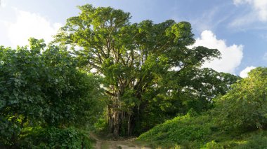 Görkemli Hint inciri ağacı Pentecost kırsal, Vanuatu