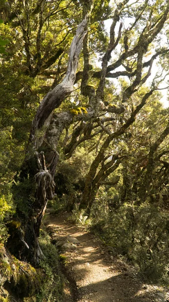 Raios Solares Brilhando Através Das Árvores Floresta Misteriosa Great Walk — Fotografia de Stock