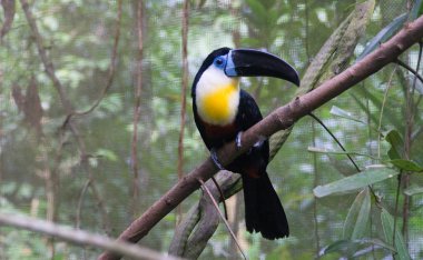 Güzel kanal gagalı tukan Singapur Hayvanat Bahçesi