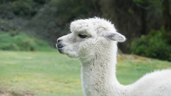 Branco Engraçado Lama Alpaca Nova Zelândia — Fotografia de Stock