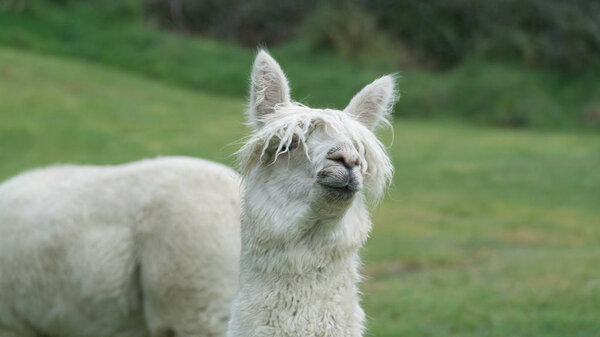 White funny Lama alpaca in New Zealand