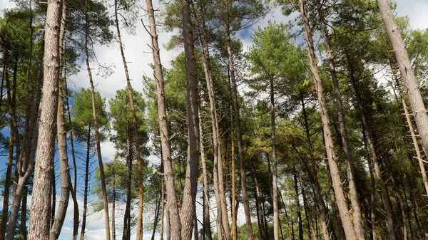 Bela Floresta Kaingaroa Com Pinheiros Altos Maior Plantação Hemisfério Sul Fotos De Bancos De Imagens