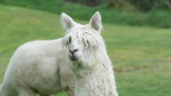Białe Śmieszne Alpaca Lama Nowej Zelandii — Zdjęcie stockowe