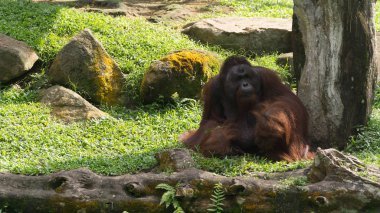 Singapur Hayvanat Bahçesi büyük Borneo Orangutan