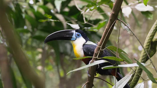 Όμορφο Κανάλι Τιμολογημένος Toucan Ζωολογικό Κήπο Της Σιγκαπούρης — Φωτογραφία Αρχείου