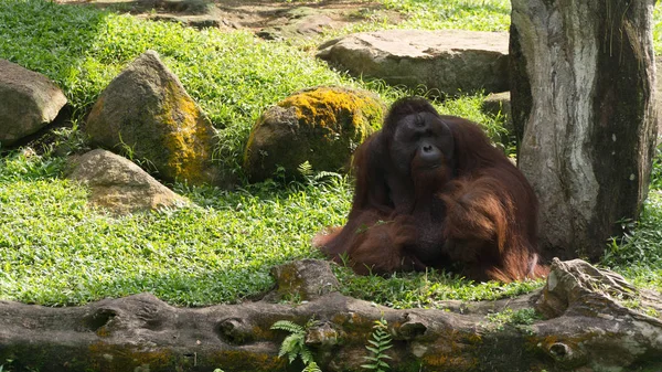 Enorme Orangotango Borneano Singapura Zoo — Fotografia de Stock