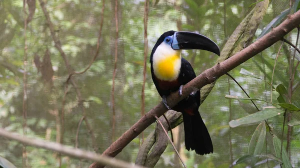 Wunderschön Der Kanalschnabeltukan Singapore Zoo — Stockfoto