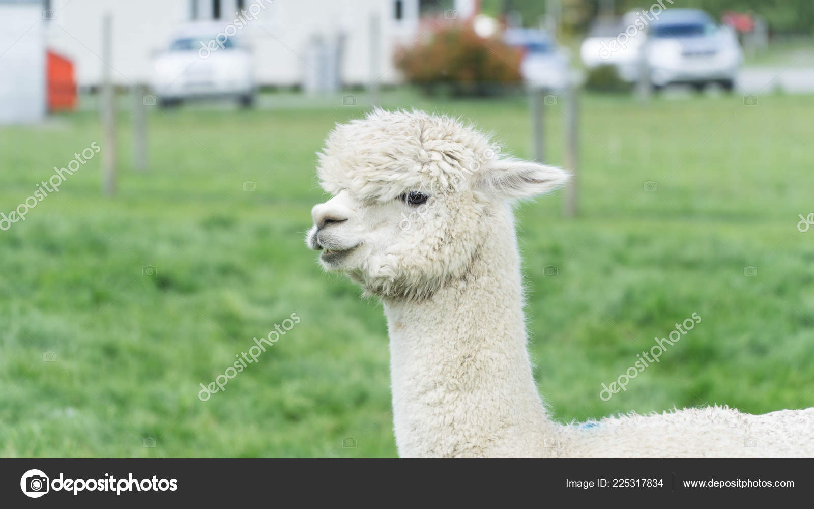 Blanc Drole Alpaga Lama Nouvelle Zelande Photographie Misamazurkova C