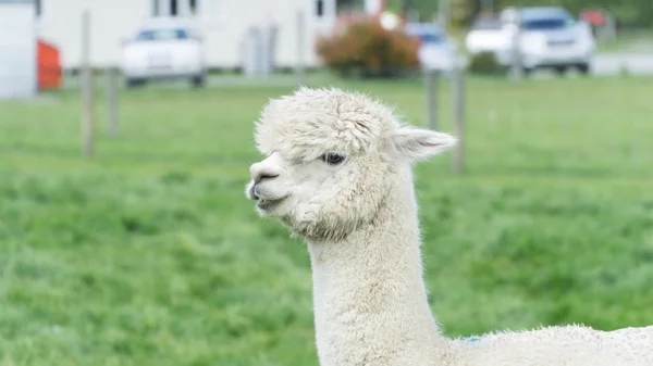 Branco Engraçado Lama Alpaca Nova Zelândia — Fotografia de Stock