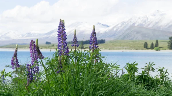 Hermosos Altramuces Púrpura Flor Alrededor Del Lago Kapo Nueva Zelanda — Foto de Stock