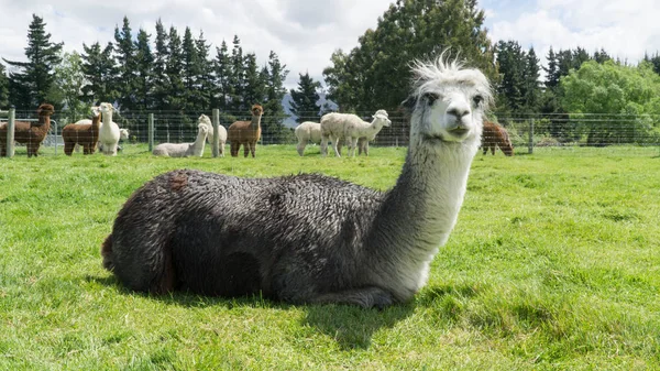 Branco Preto Engraçado Lama Alpaca Fazenda Nova Zelândia — Fotografia de Stock