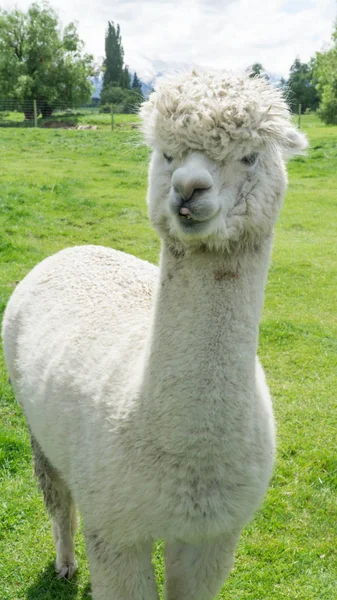 Blanco Divertido Lama Alpaca Nueva Zelanda — Foto de Stock