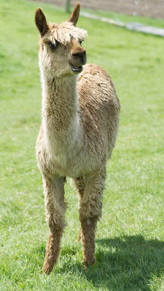 Ligero Marrón Divertido Lama Alpaca Granja Nueva Zelanda — Foto de Stock