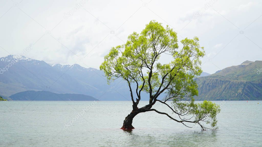 Lonely tree growing from the Wanaka lake, New Zealand