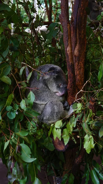 Roztomilá Šedá Koala Spící Banchu Eukalyptského Stromu Austrálie — Stock fotografie