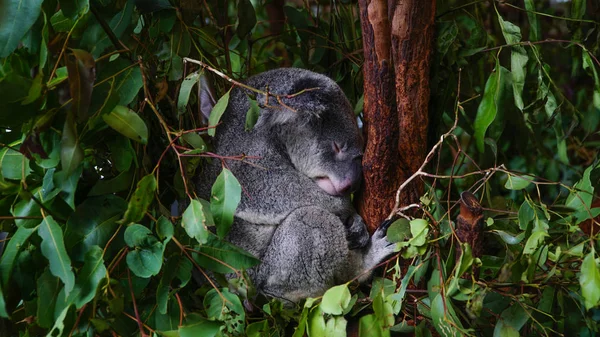 Śliczne Szare Koala Spanie Banczu Drzewa Eukaliptusowego Australia — Zdjęcie stockowe