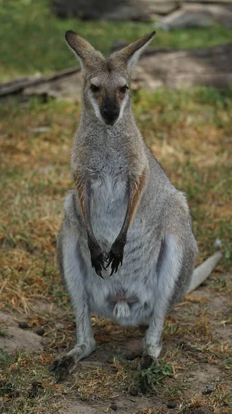 Australische Oost Grijze Kangoeroe Wild Australië — Stockfoto