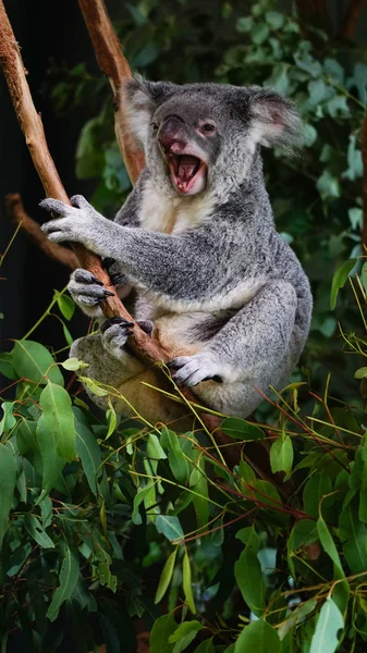 Schattig Grijs Yadrinking Koala Zittend Banch Van Eucalyptus Boom Australië — Stockfoto