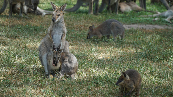 Australian Eastern mother grey kangaroo with her baby in a wild, Australia