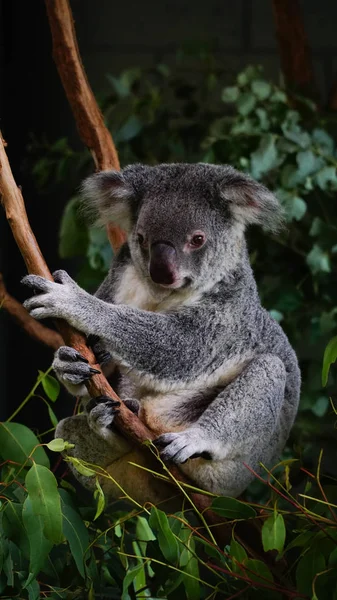 Roztomilá Šedá Koala Sedící Banchu Eukalyptského Stromu Austrálie Royalty Free Stock Fotografie