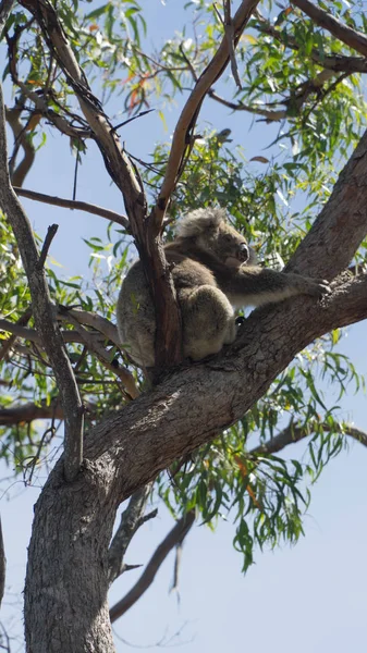 Raymond Adası okaliptüs ağacının şubesinde oturan tembel vahşi koala, Güney Avustralya