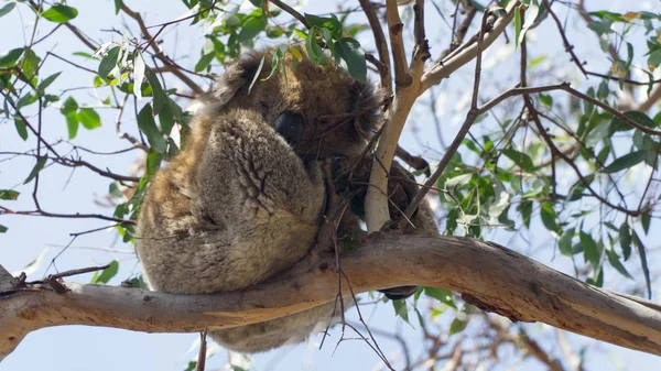 Sleeping Leniwy Dziki Koala Raymond Wyspa Południowy Australia — Zdjęcie stockowe