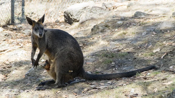 Avustralyalı Doğulu Anne Gri Kanguru Avustralya Bebeğiyle Birlikte Vahşi Doğada — Stok fotoğraf