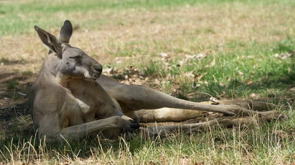 Poserar Rolig Muskulös Grå Känguru Australien — Stockfoto