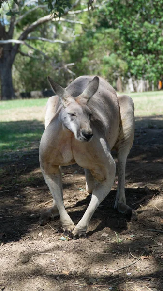 Pozowanie Śmieszne Muskularny Szary Kangur Australia — Zdjęcie stockowe