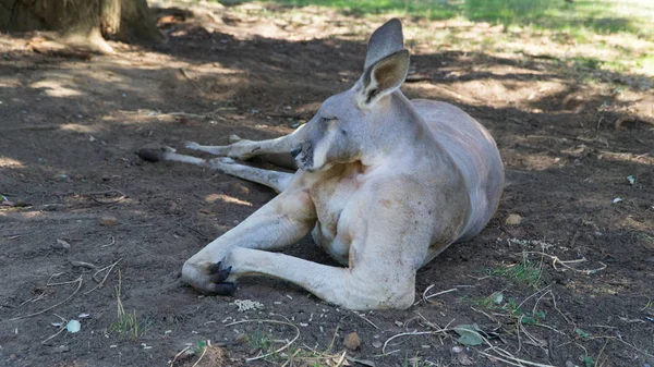 Poseren Grappig Gespierde Grijze Kangoeroe Australië — Stockfoto