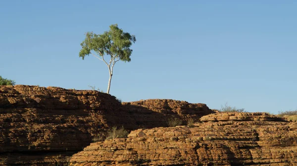 Obrovský Královský Kaňon Austrálii Osamělý Strom — Stock fotografie