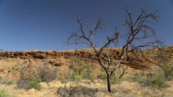 Obrovský Královský Kaňon Austrálii Osamělý Strom — Stock fotografie