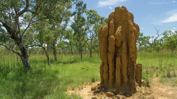Obrovská Termitní Mohyla Nalezena Severní Austrálii — Stock fotografie