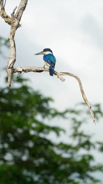 Blue Forest Kingfisher Sentado Sucursal Parque Nacional Kakadu Australia —  Fotos de Stock