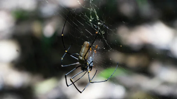 Blízko Zlatého Hedvábného Pavouka Litchfielském Národním Parku Austrálii — Stock fotografie