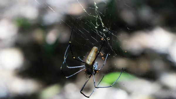 Perto Aranha Orbe Seda Dourada Litchfield National Park Austrália — Fotografia de Stock