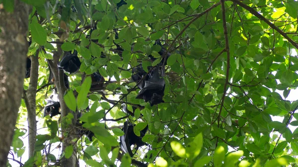 Grupa Nietoperzy Owocowych Wiszących Drzewie Lesie Park Narodowy Litchfield Australia — Zdjęcie stockowe