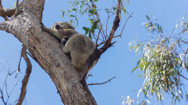 Sleeping Lazy Wild Koala Raymond Island South Australia Royalty Free Stock Photos