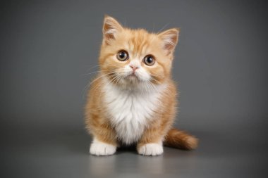 İskoç fold stenografi kedi