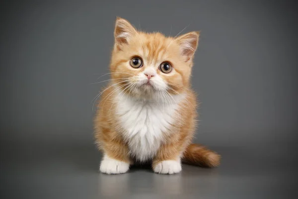 Anak Kucing Dengan Rambut Pendek — Stok Foto