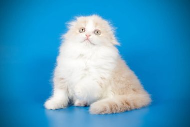 İskoç fold stenografi kedi